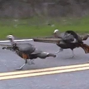 Meet your Posher, Ian